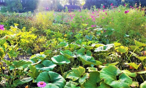 Jak założyć i pielęgnować ekologiczny i zrównoważony ogród?